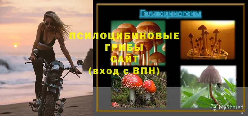 Галлюциногенные грибы Psilocybine cubensis  Курлово 